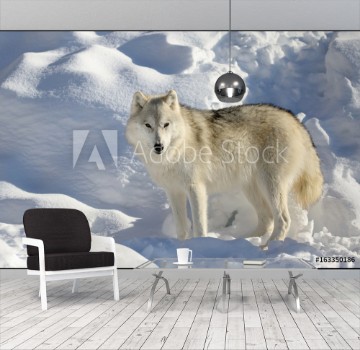 Picture of loup seul dans la neige
